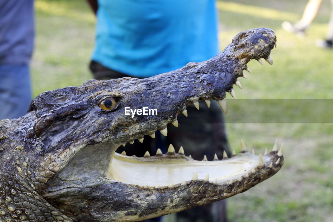 CLOSE-UP OF LIZARD ON A MAN