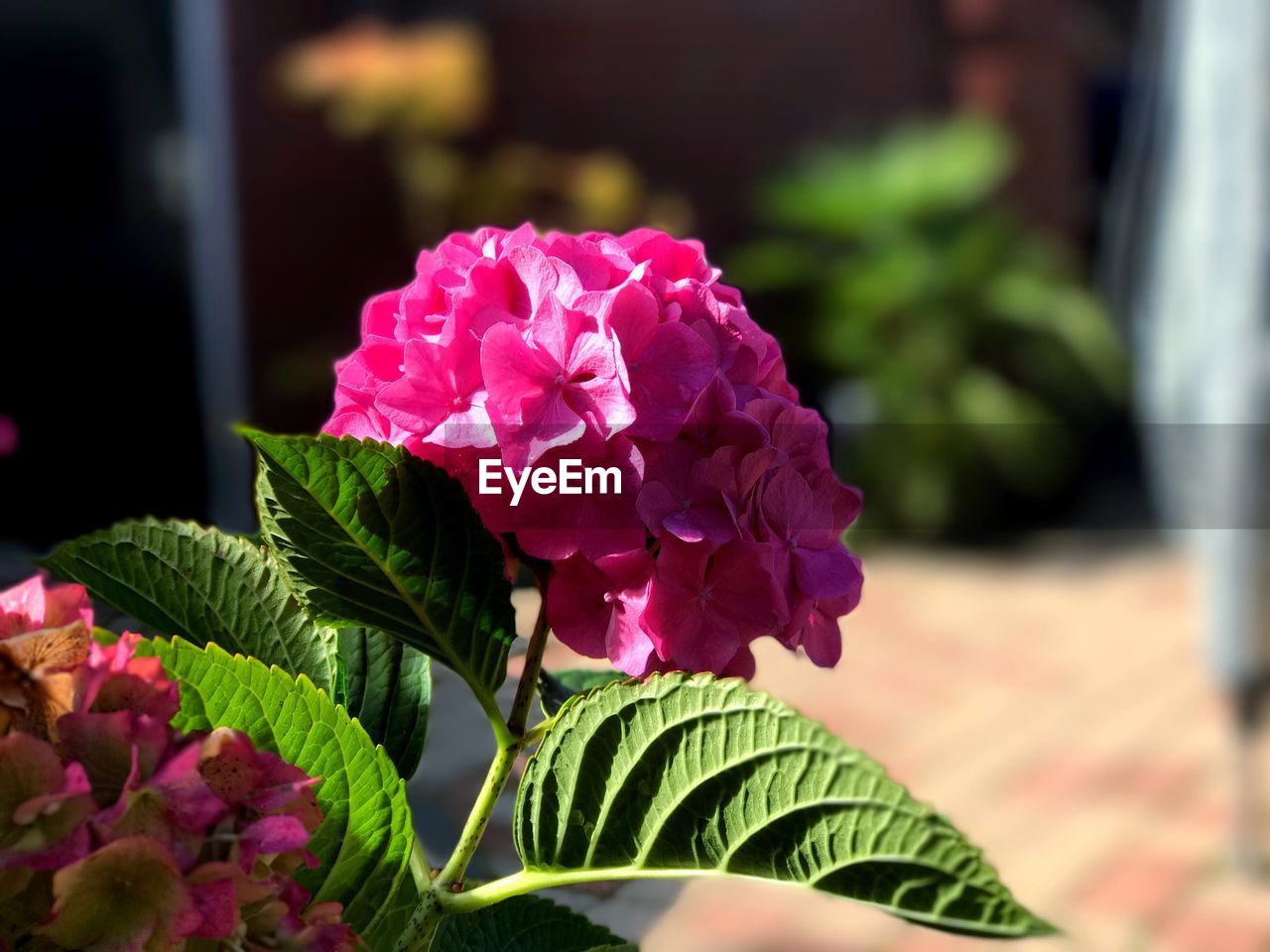 CLOSE-UP OF PINK FLOWERS BLOOMING