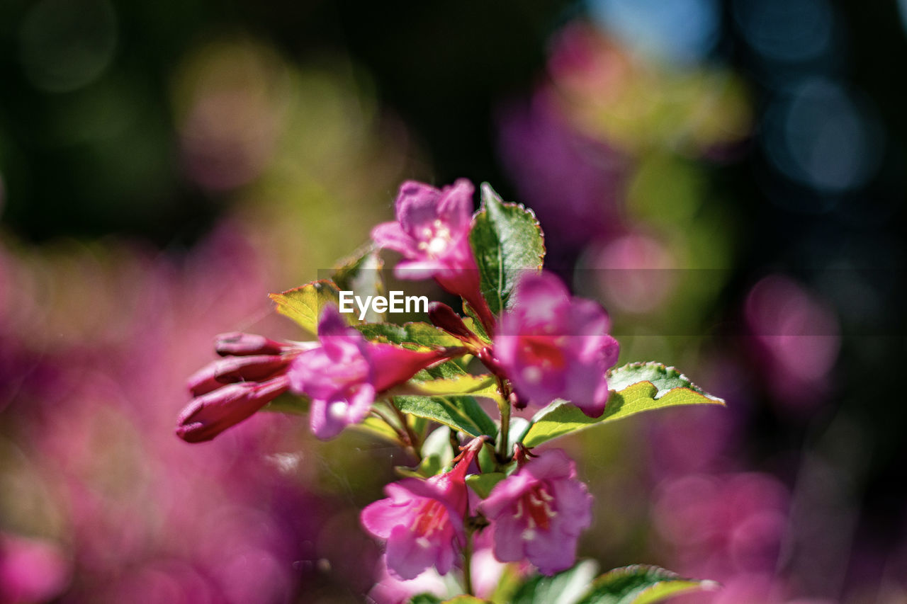 CLOSE-UP OF PINK FLOWER PLANT