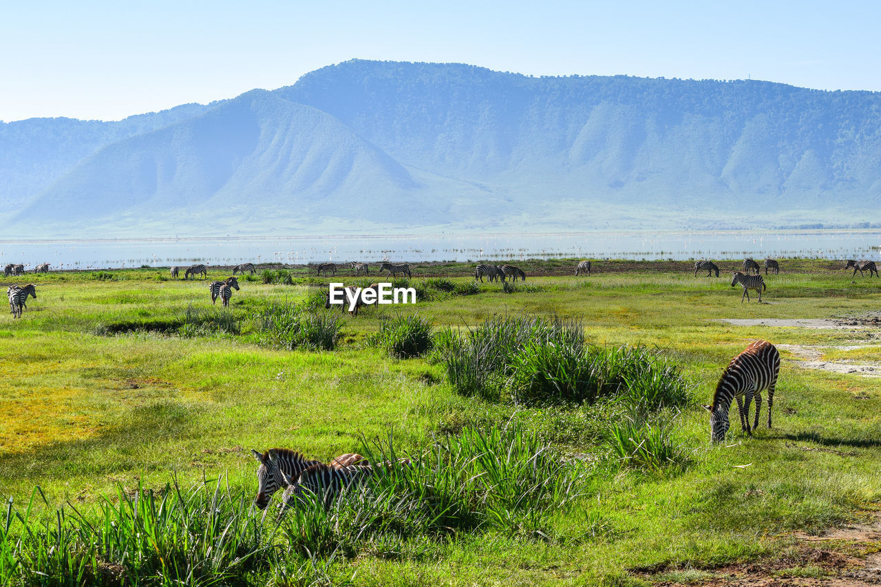 VIEW OF SHEEP GRAZING ON FIELD