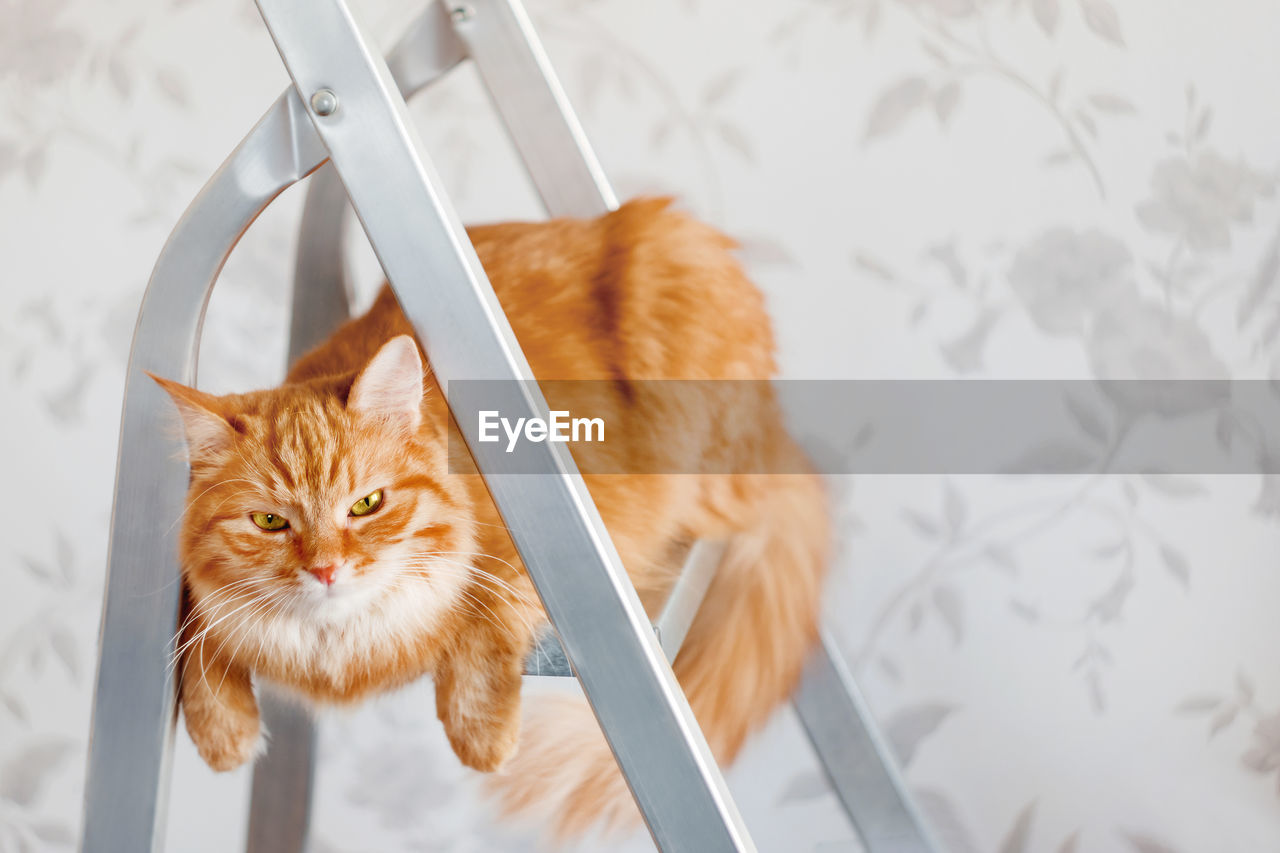 Ginger cat sits on metal ladder. fluffy pet take part in house repair.  banner with copy space.