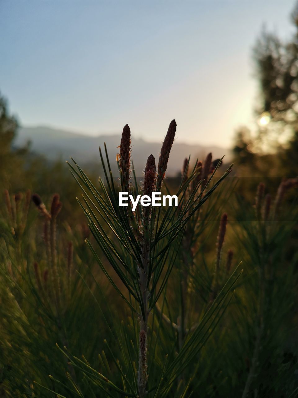CLOSE-UP OF PINE TREE AGAINST SKY