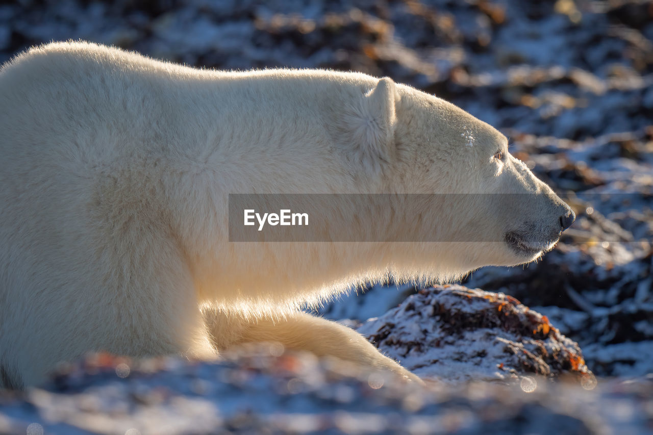 Close-up of polar bear lying on rocks