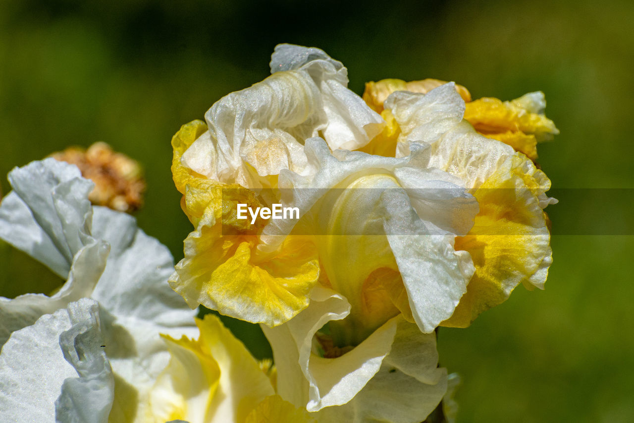 CLOSE-UP OF WHITE ROSE ON PLANT