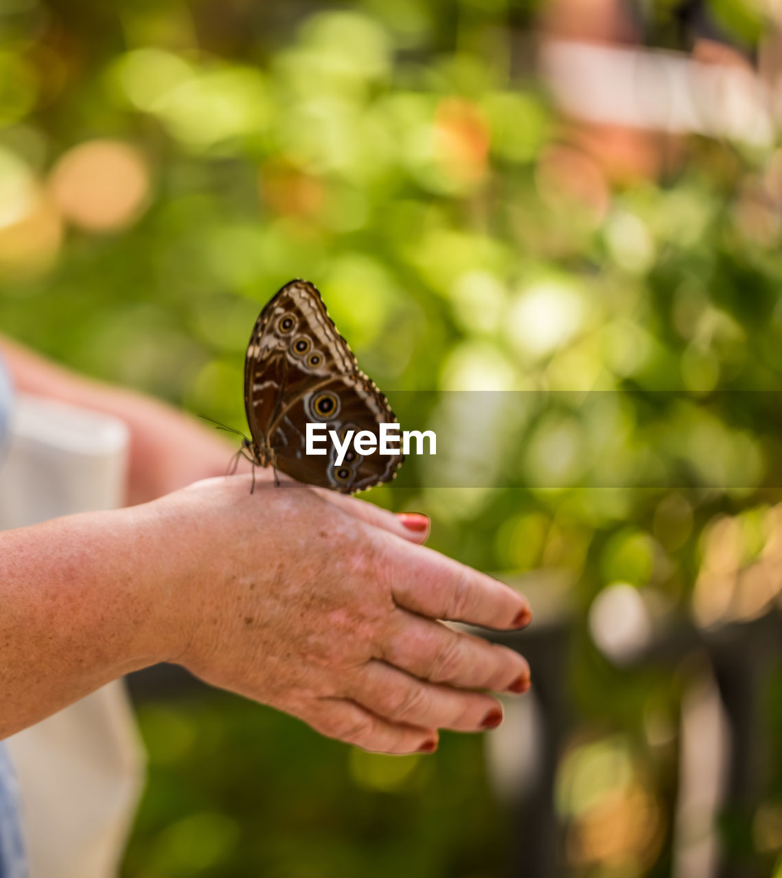 Close-up of hand holding butterfly against blurred background