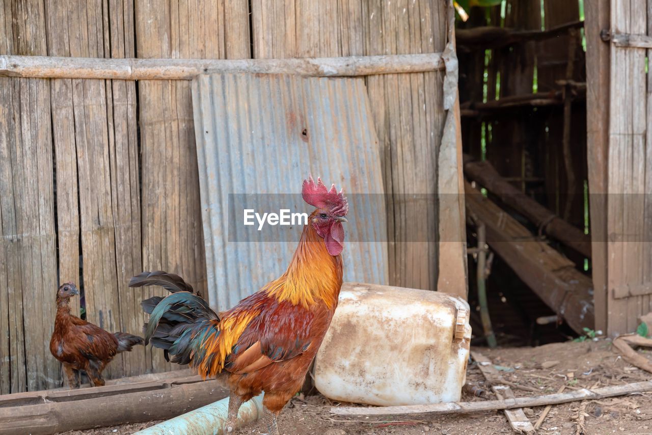 ROOSTER ON WOOD