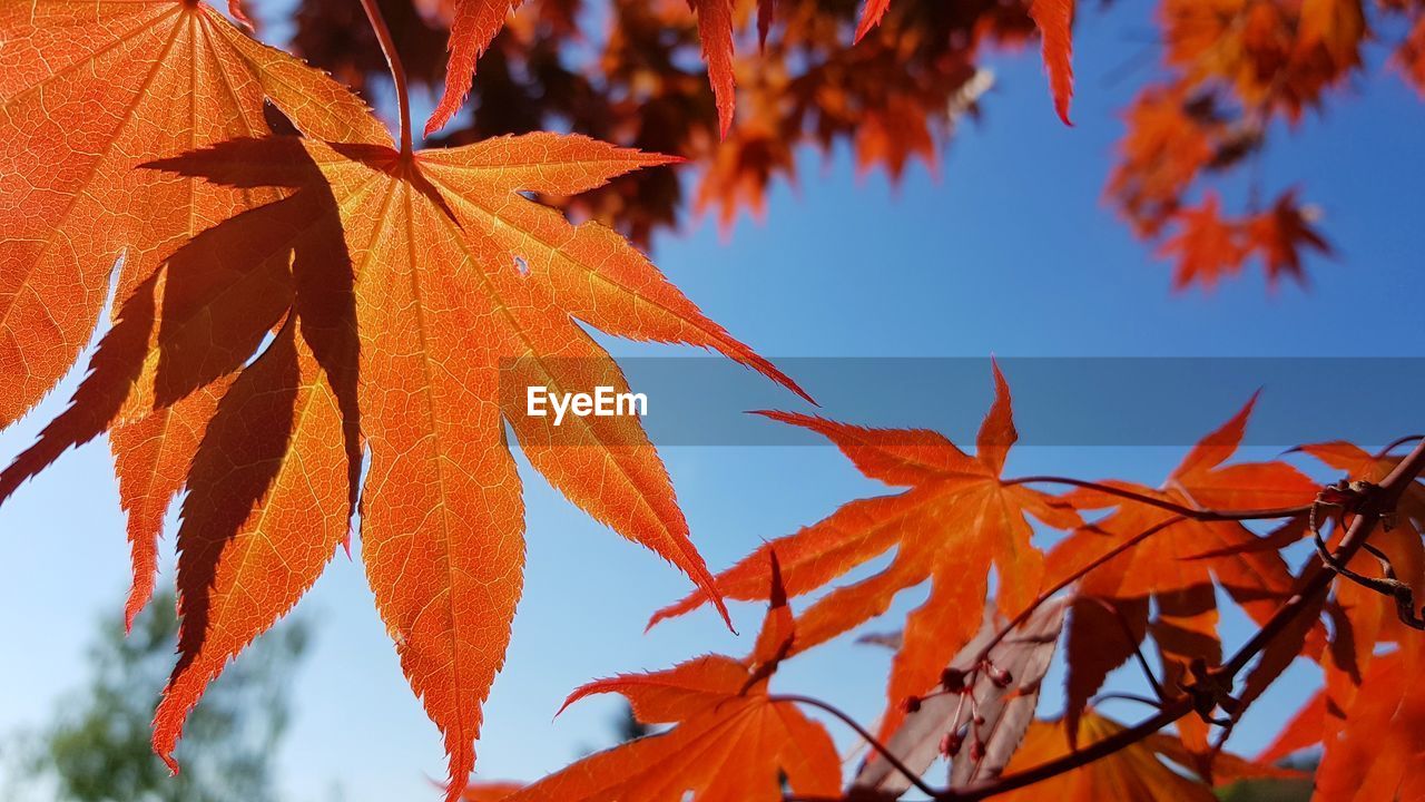 Low angle view of maple leaves against sky