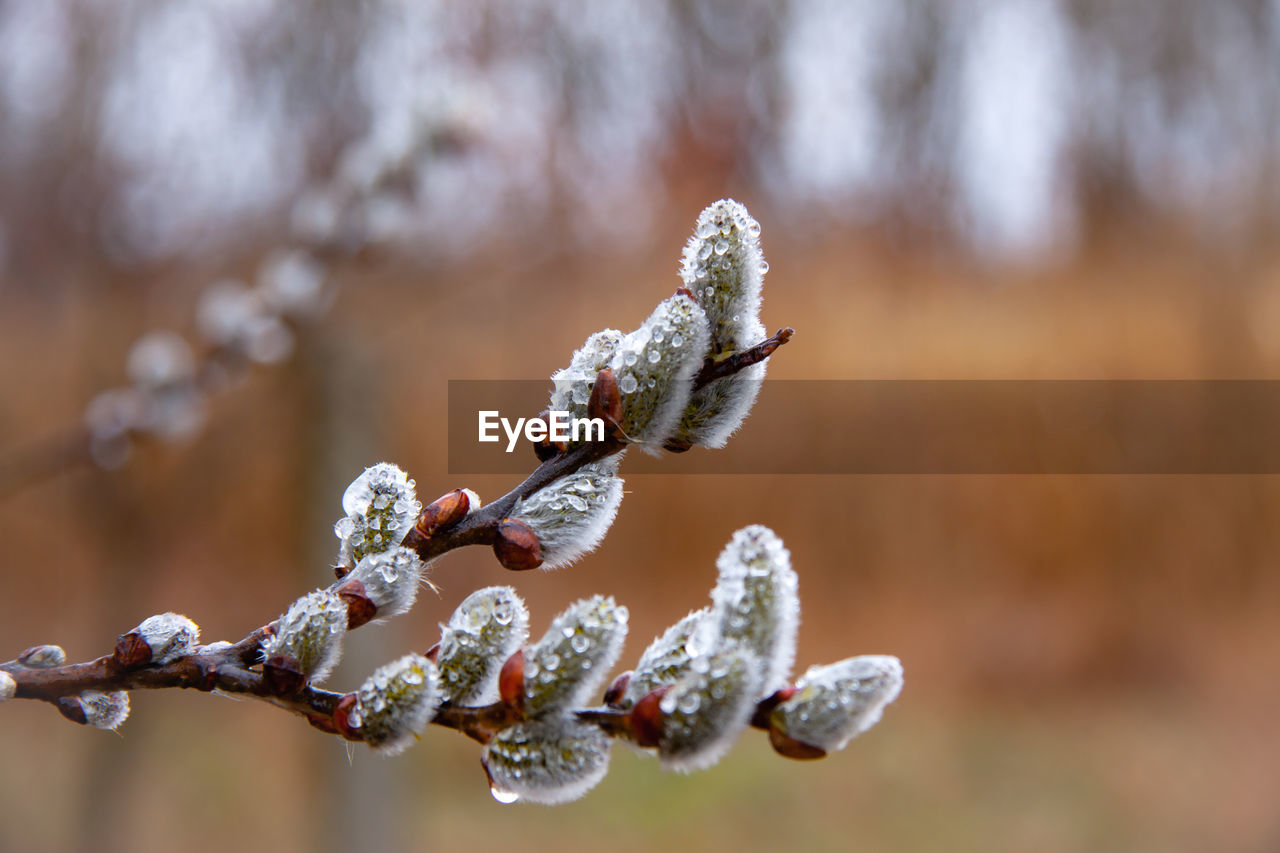 CLOSE-UP OF FROZEN PLANT OUTDOORS