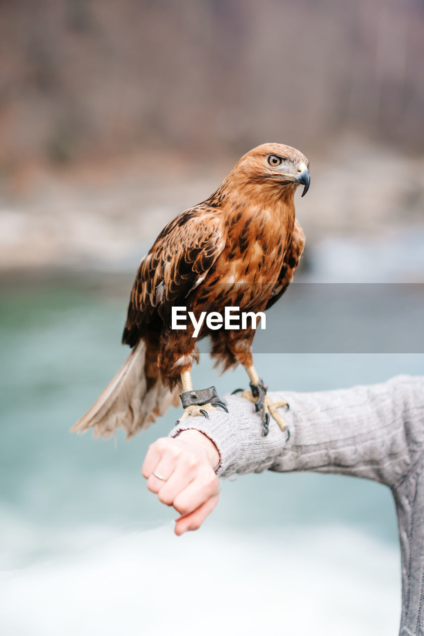 CLOSE-UP OF A BIRD PERCHING ON HAND AGAINST BLURRED BACKGROUND