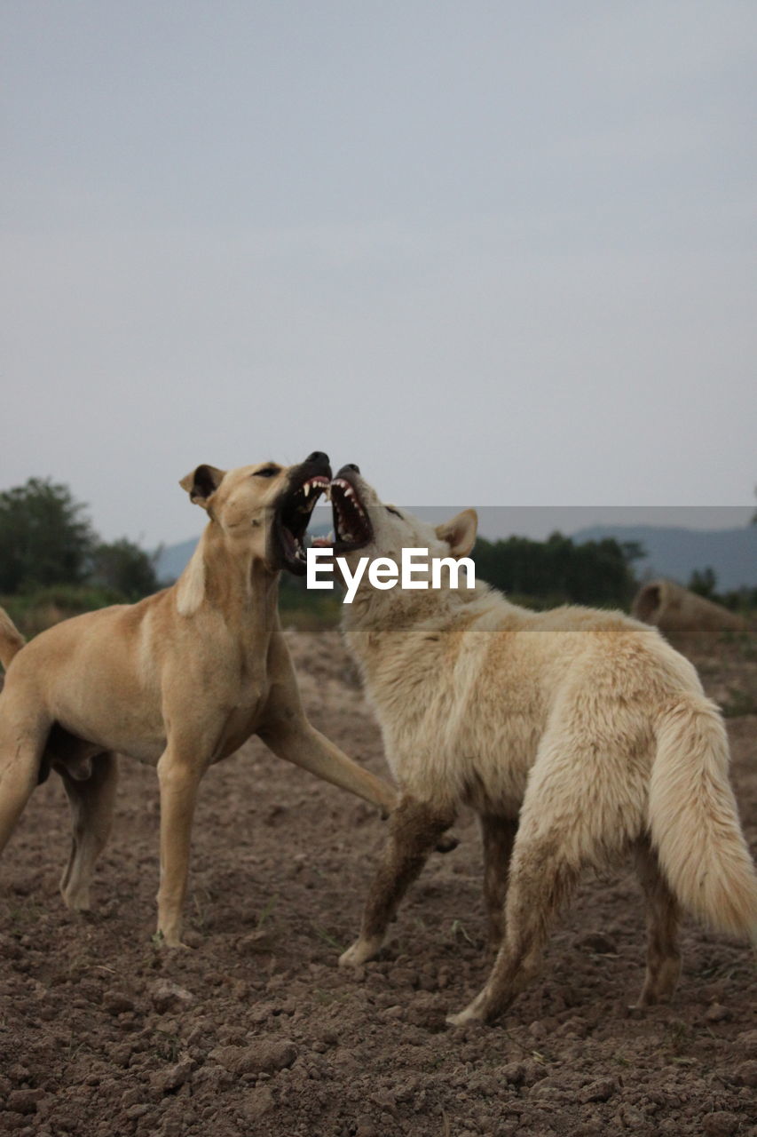 HORSES IN A FIELD