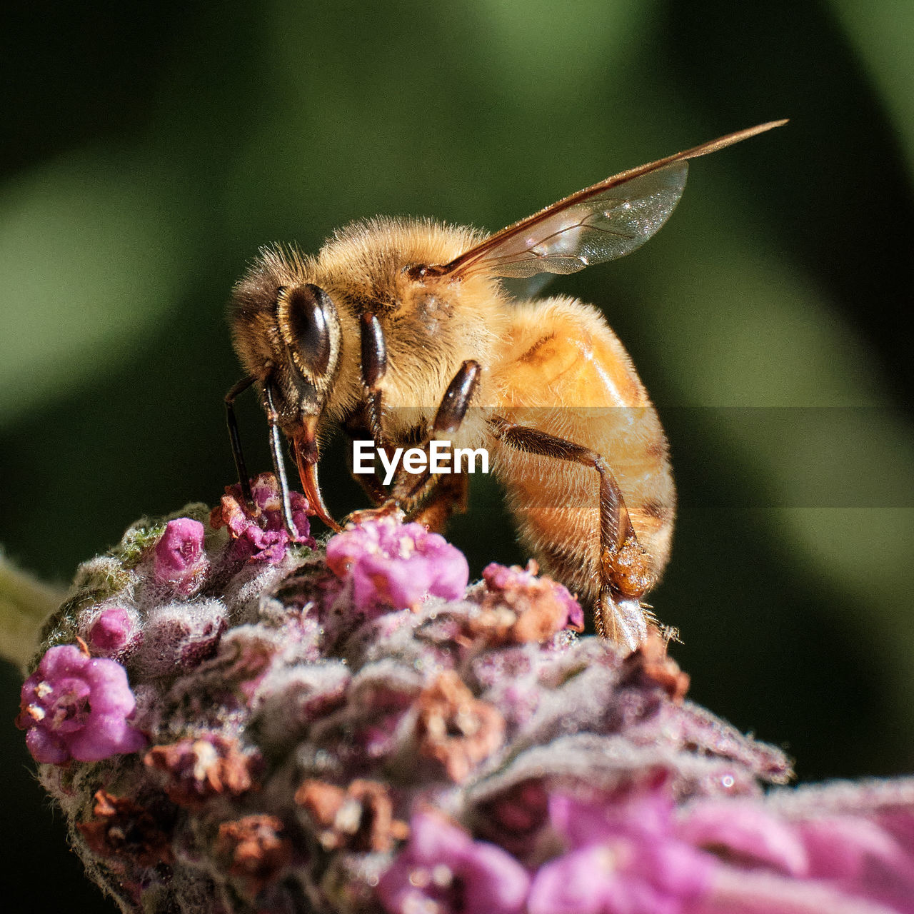 Close-up of bee pollinating on flower