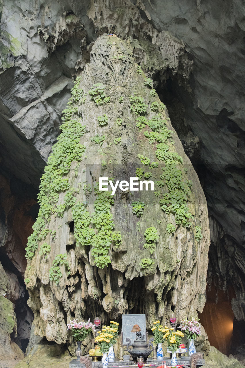 ROCK FORMATION ON TREE TRUNK