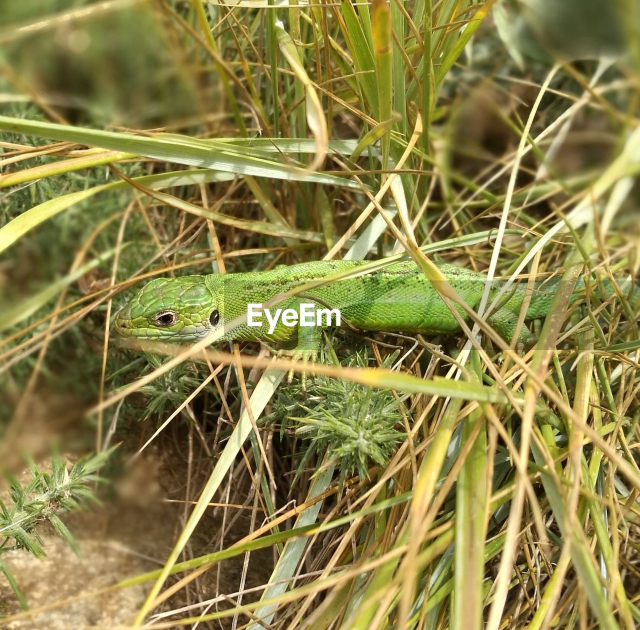 CLOSE-UP OF LIZARD