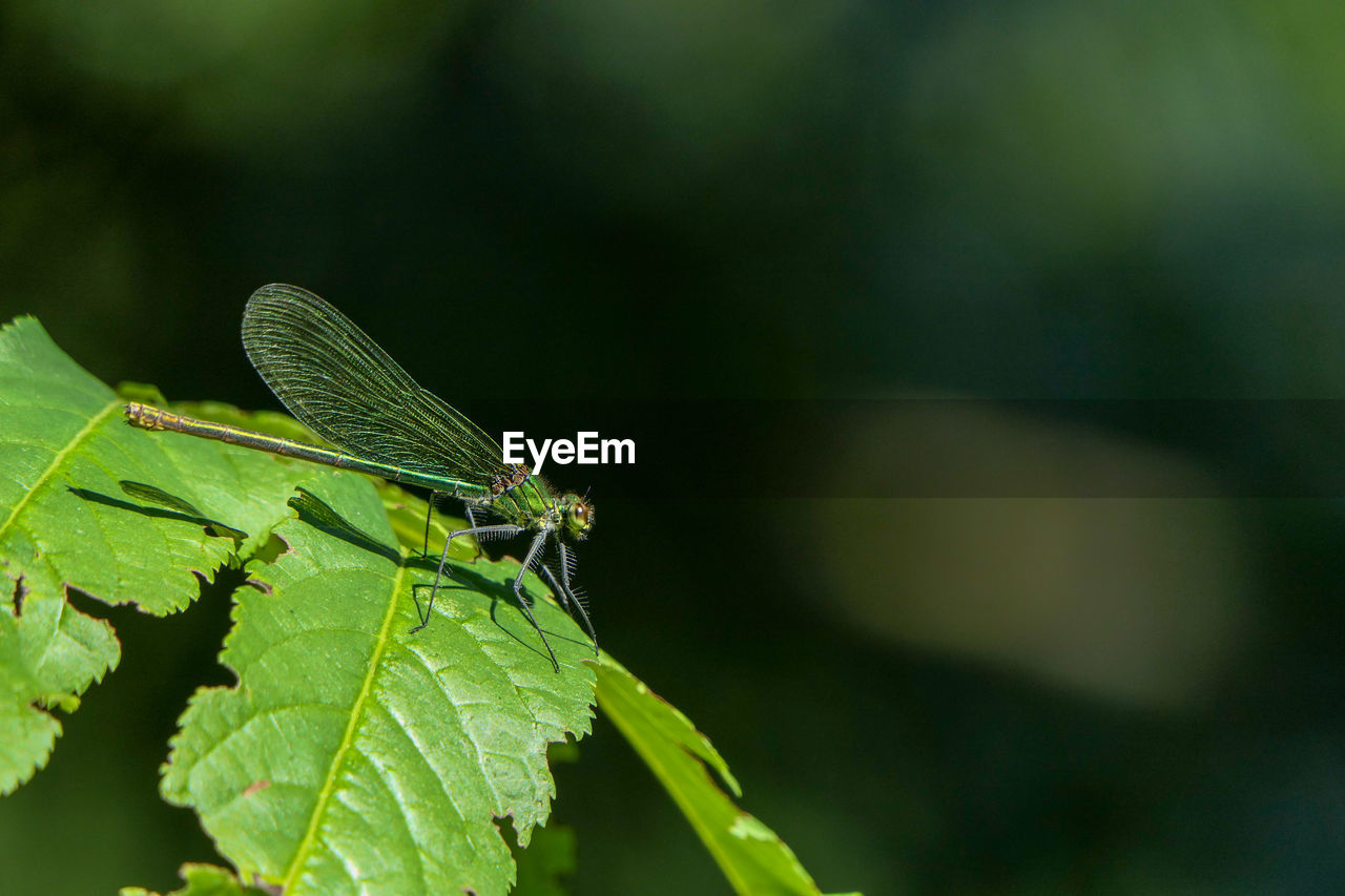 green, animal themes, animal, animal wildlife, insect, nature, leaf, plant part, one animal, wildlife, plant, close-up, macro photography, no people, focus on foreground, animal wing, outdoors, beauty in nature, plant stem, dragonflies and damseflies, environment, day, animal body part, macro, dragonfly