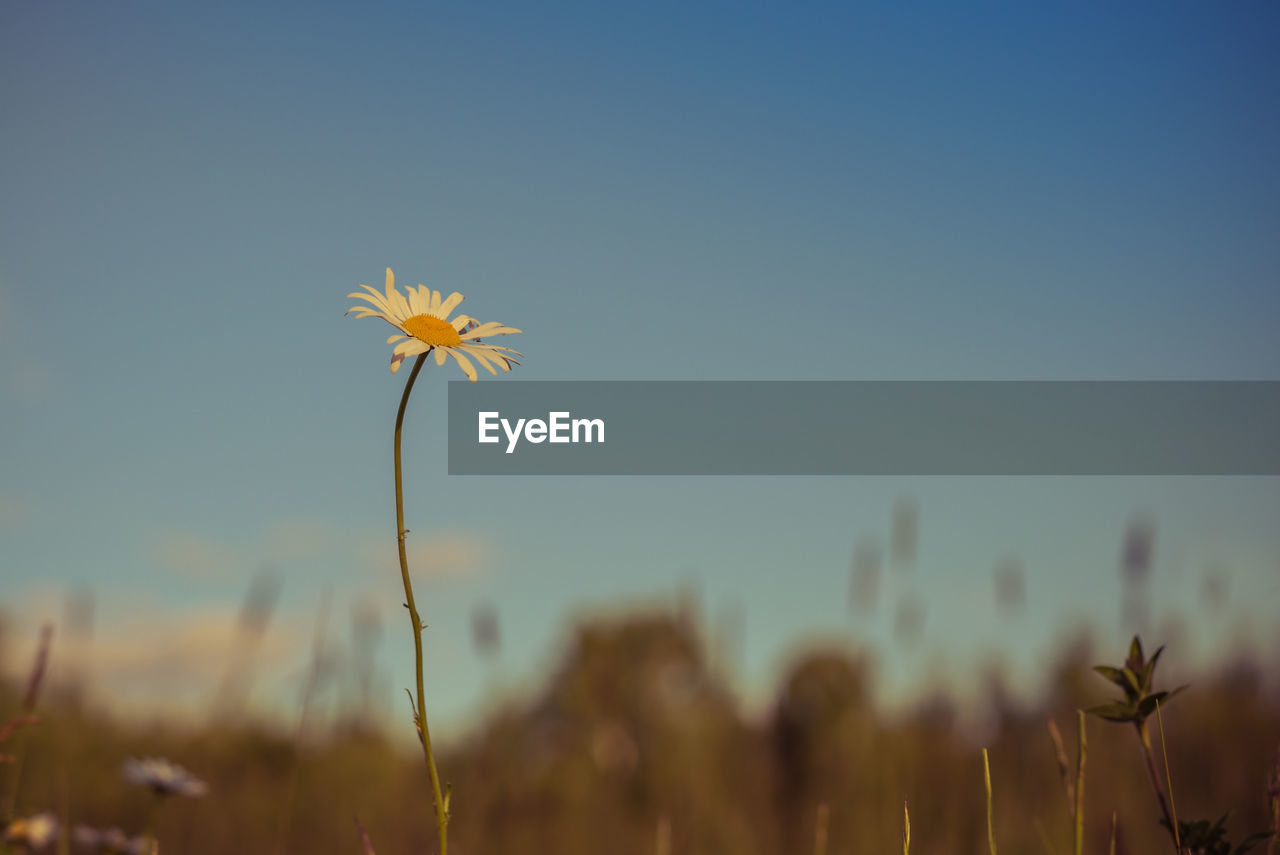 CLOSE-UP OF WHITE FLOWERING PLANT AGAINST SKY