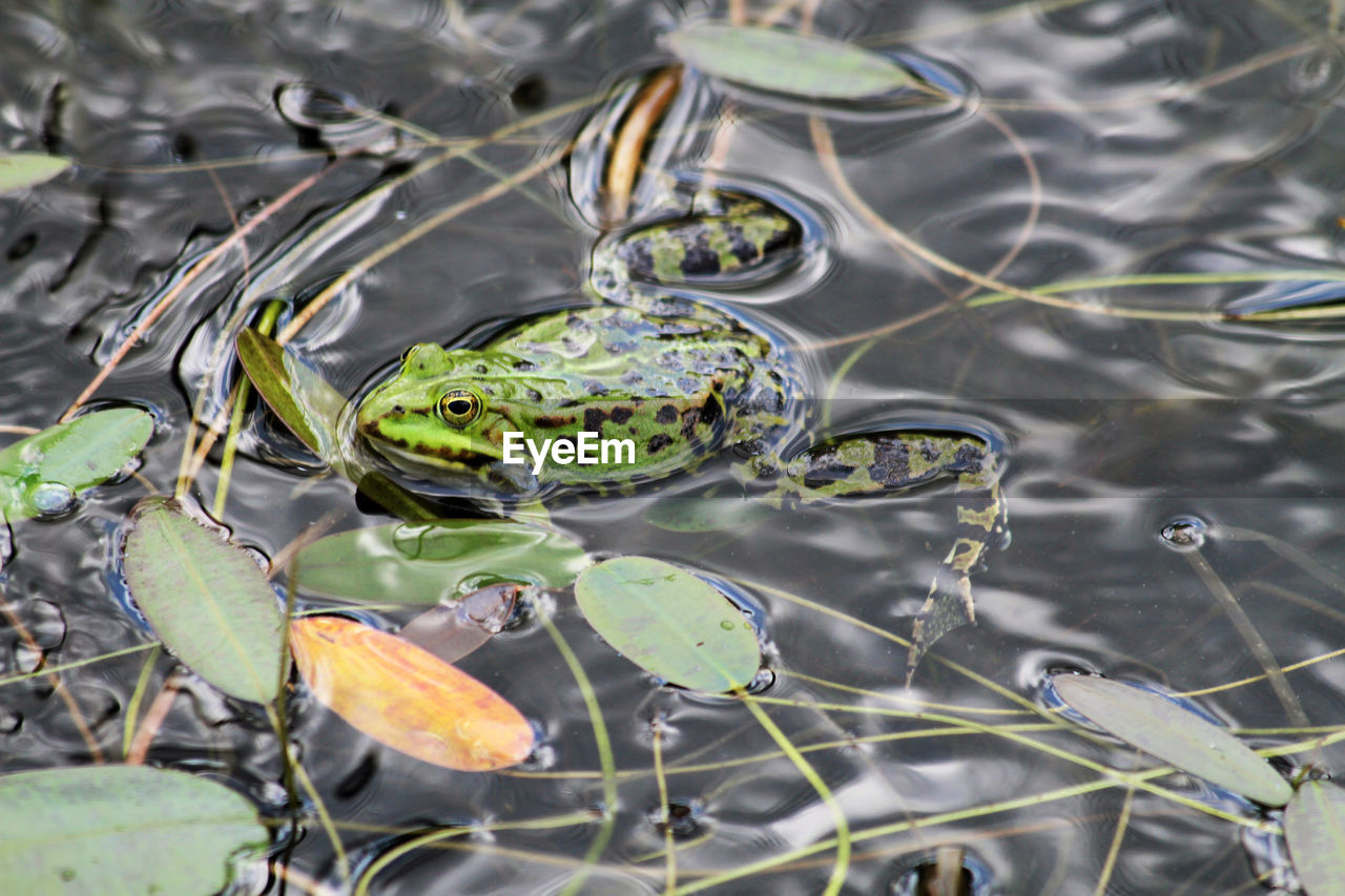 water, nature, lake, animal themes, animal, animal wildlife, no people, leaf, plant part, wildlife, amphibian, day, plant, high angle view, green, outdoors, frog, close-up, one animal, beauty in nature