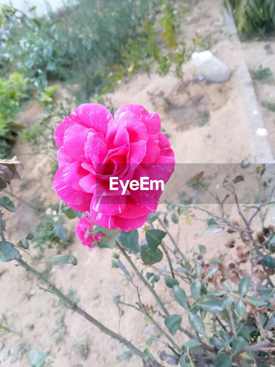 HIGH ANGLE VIEW OF PINK ROSE