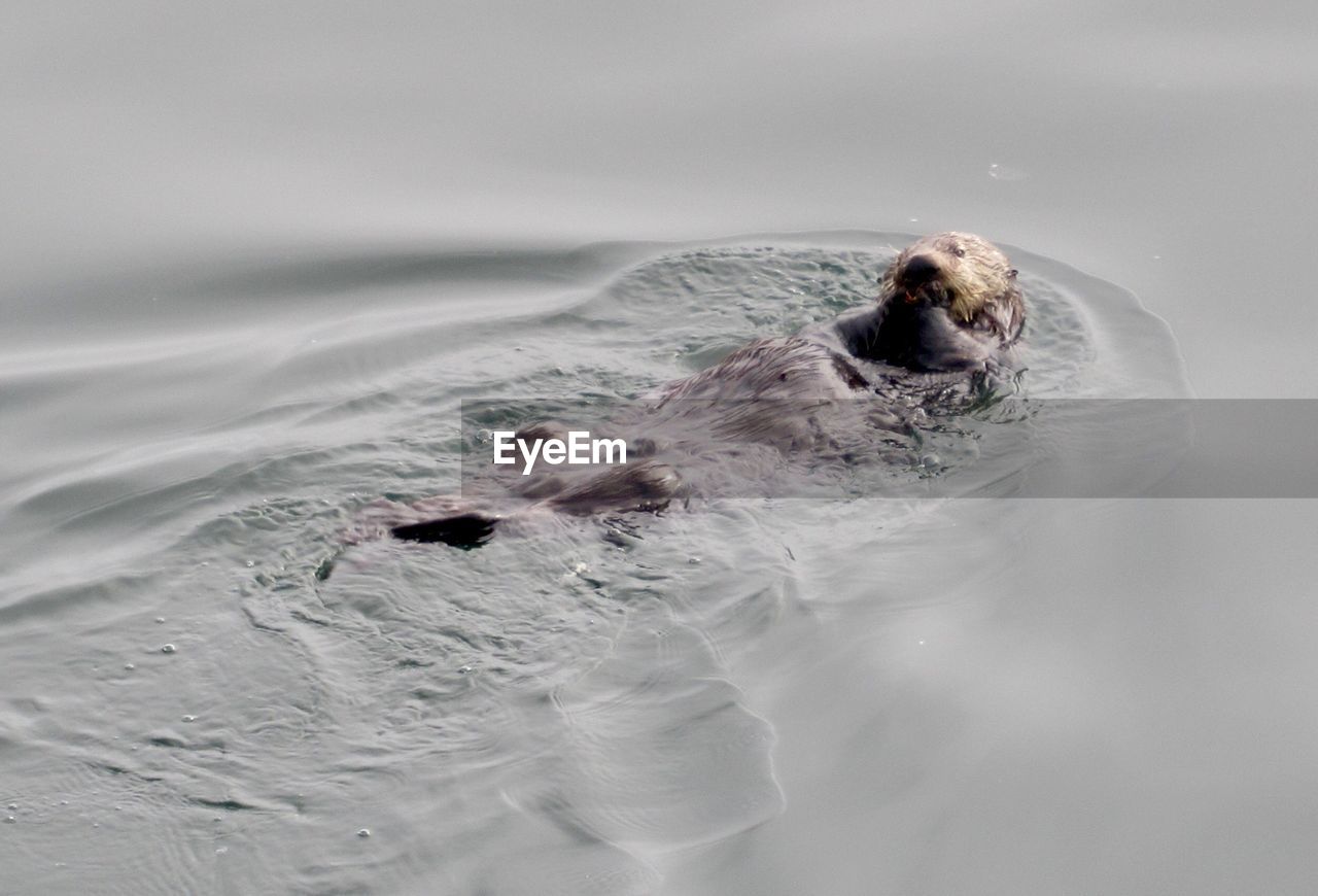 Otter floating in ocean at monterey harbor