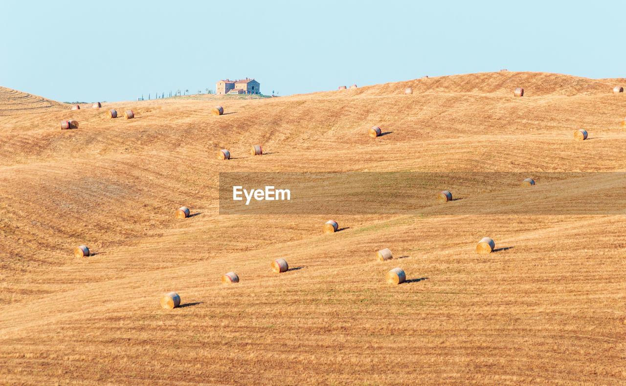 Wavy hills in tuscan farmland