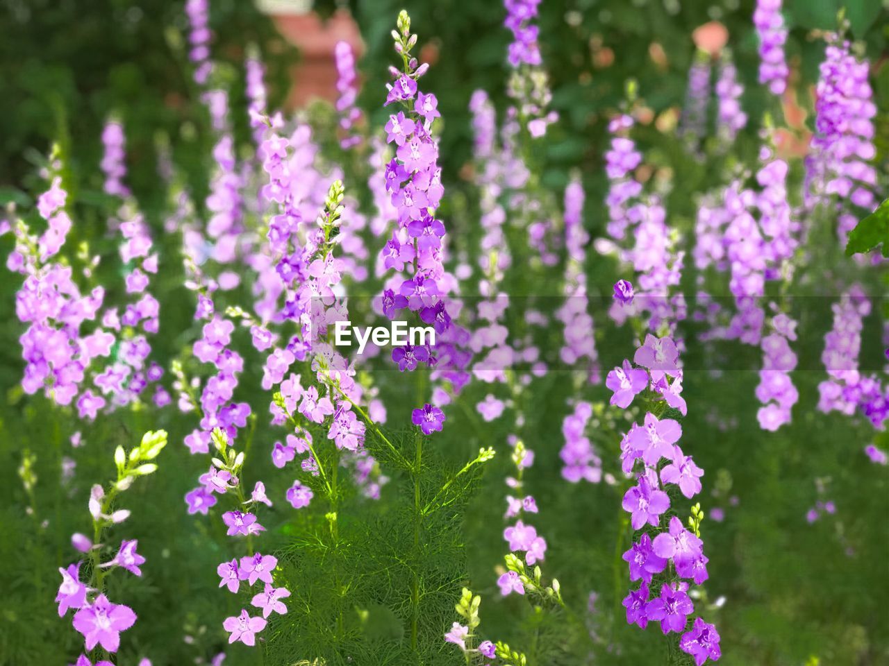 Close-up of purple flowering plants