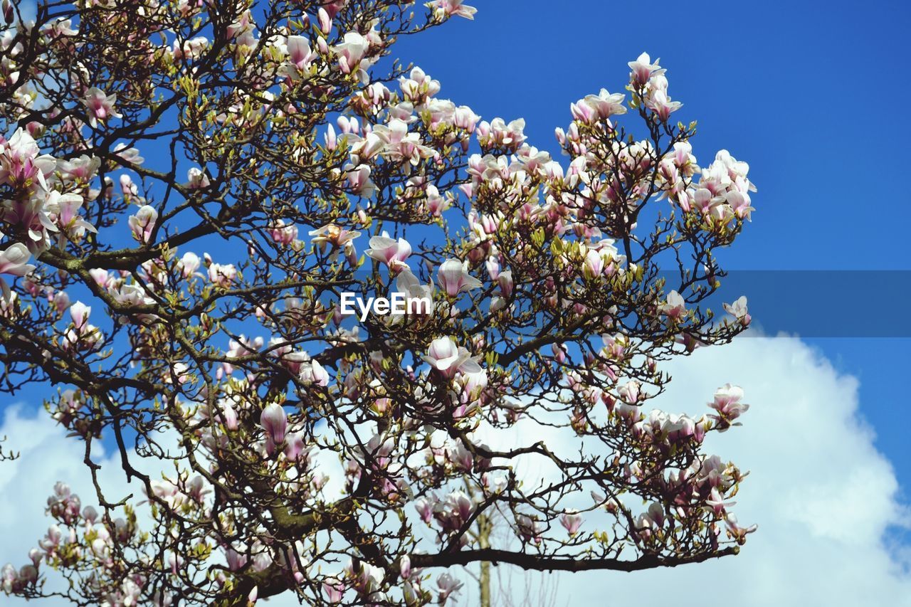 Flowers growing on tree