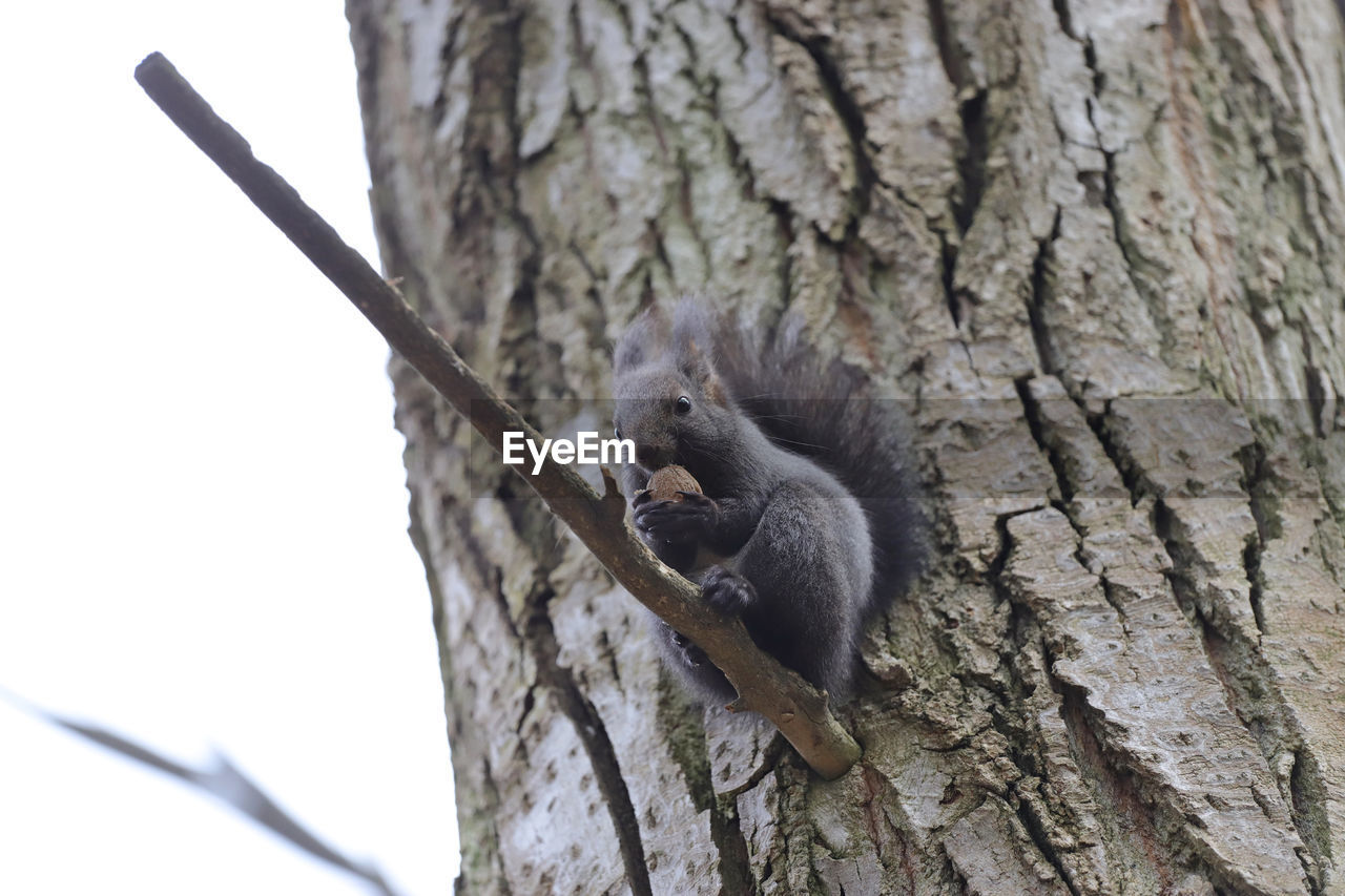 VIEW OF SQUIRREL ON TREE TRUNK