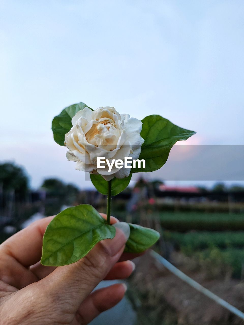 CLOSE-UP OF HAND HOLDING ROSE IN BLOOM