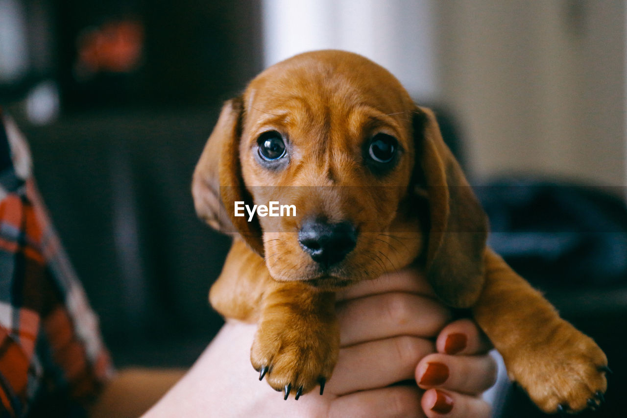 Close-up portrait of dog