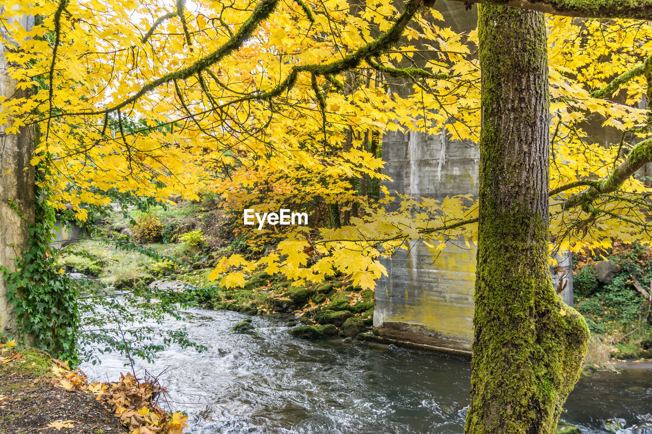 A view of autumn leaves and a bridge at tumwater falls park in washington state.