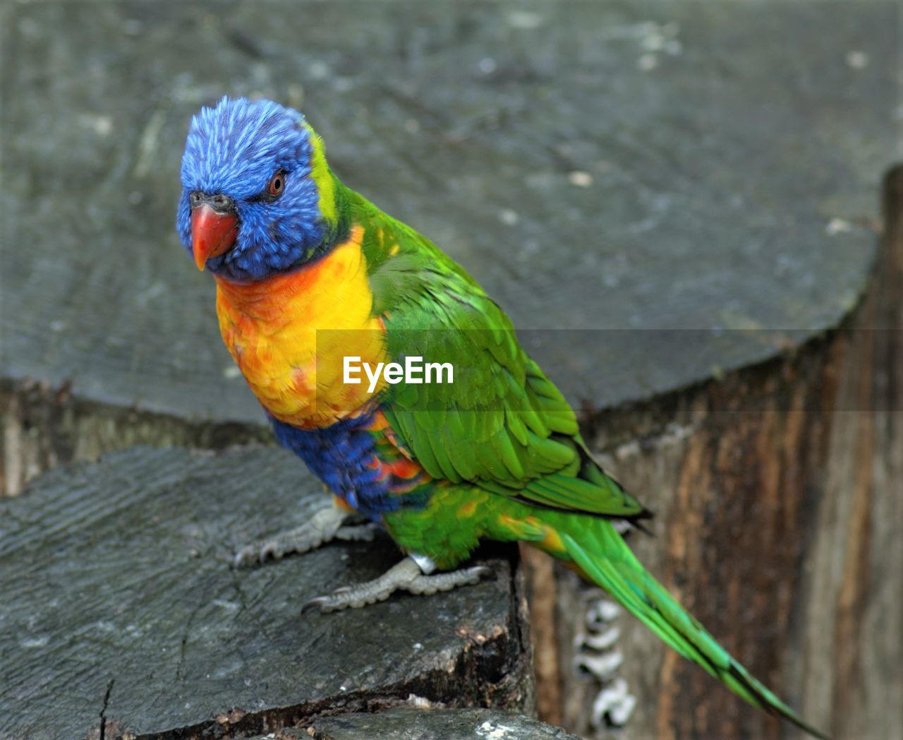 CLOSE-UP OF PARROT ON WOOD