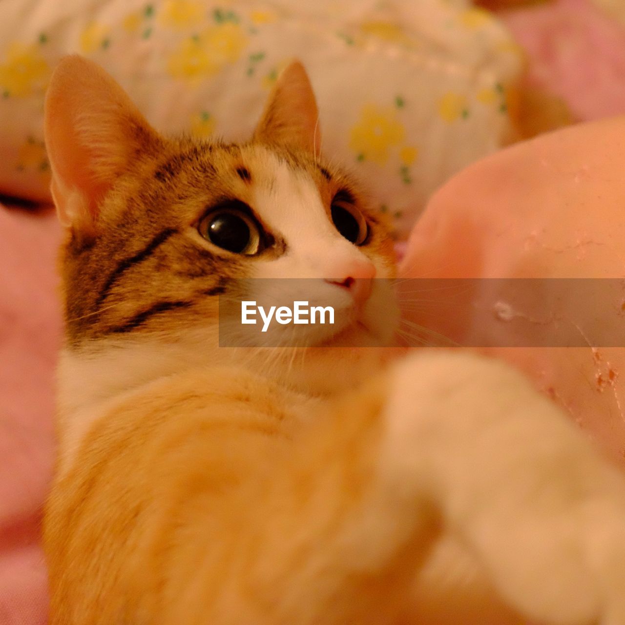 CLOSE-UP OF CAT