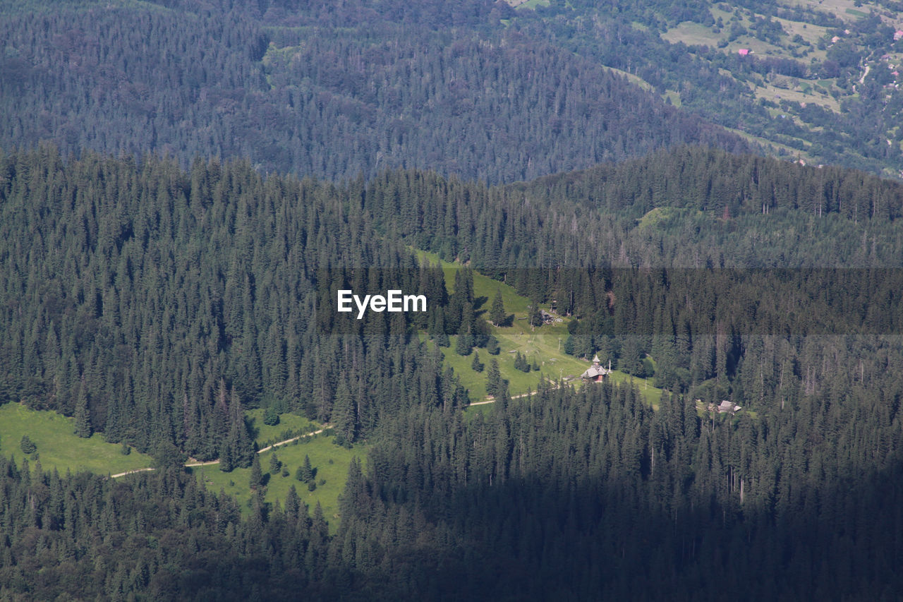 HIGH ANGLE VIEW OF PINE TREES ON MOUNTAIN