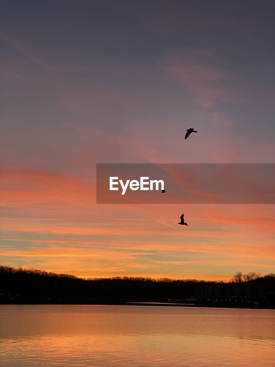 SILHOUETTE OF BIRDS FLYING OVER LAKE