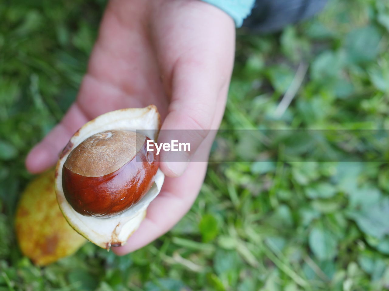 Cropped image of child hand holding chestnut