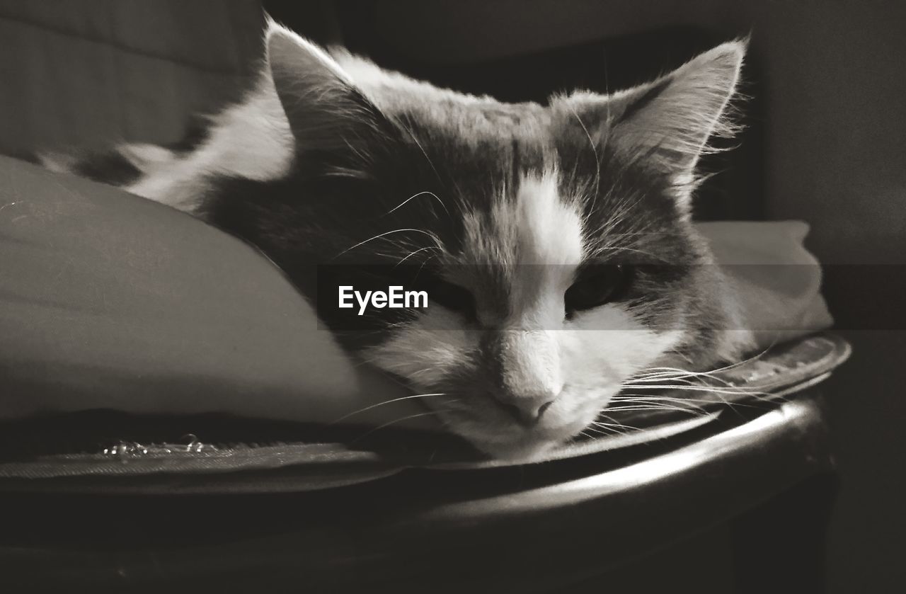 Close-up portrait of cat relaxing at home