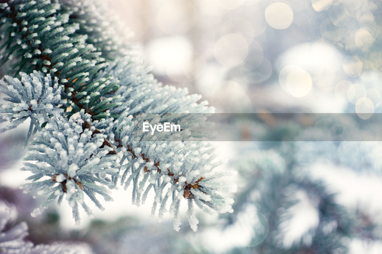 Close-up of pine tree during winter