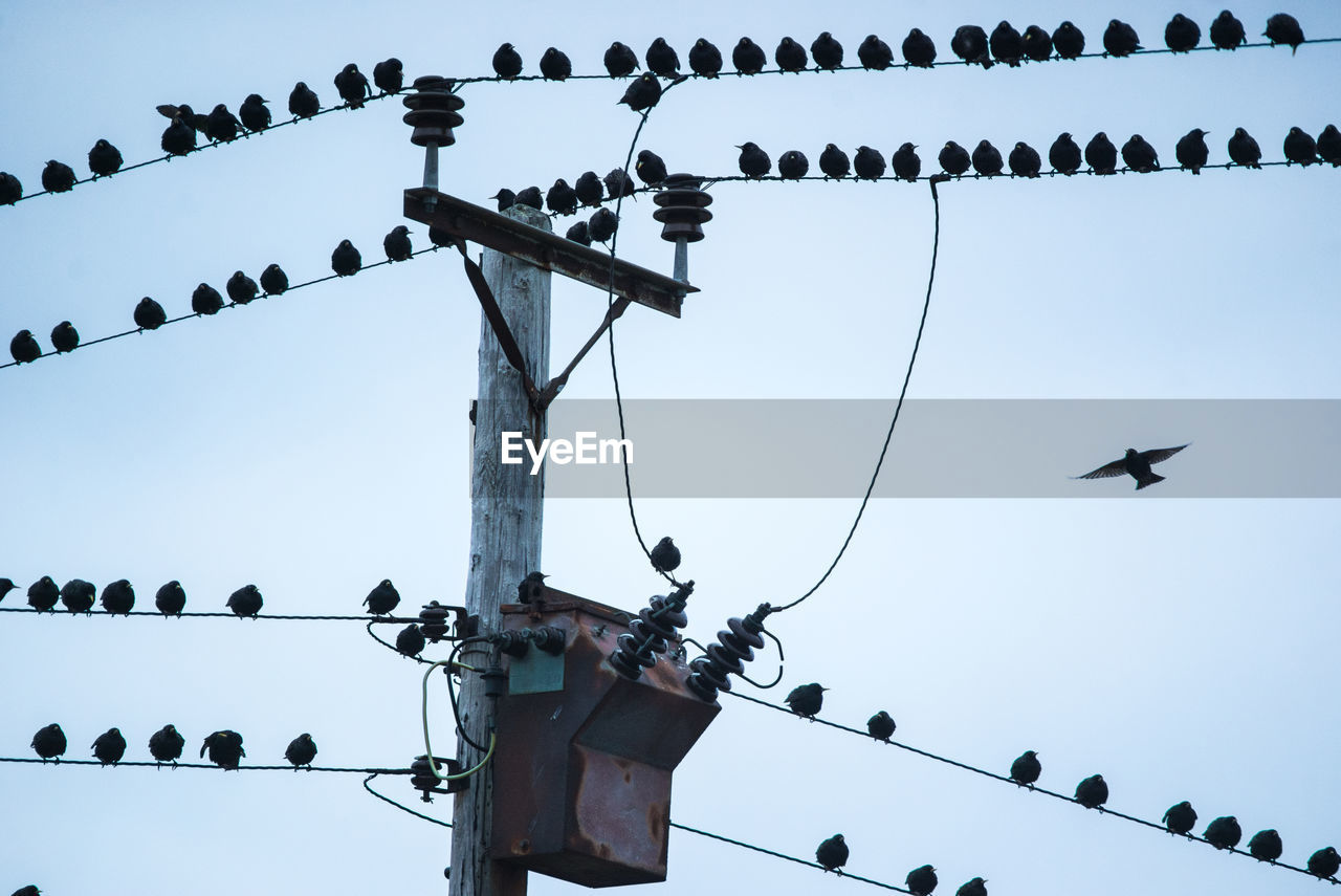 LOW ANGLE VIEW OF BIRDS PERCHING ON CABLE AGAINST CLEAR SKY