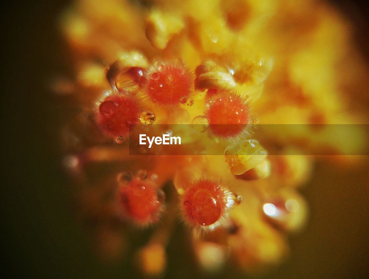 CLOSE-UP OF FRUITS