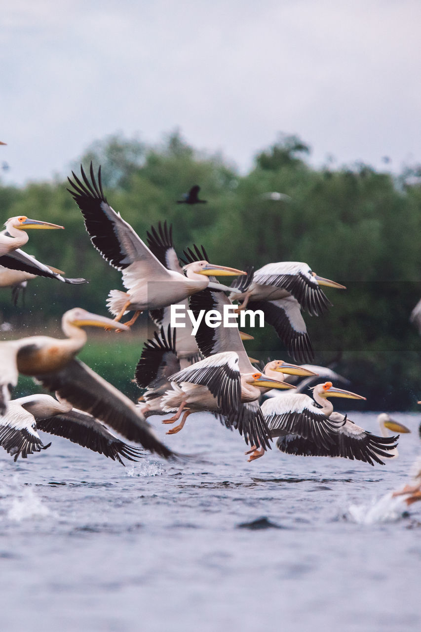 Pelicans flying over a lake