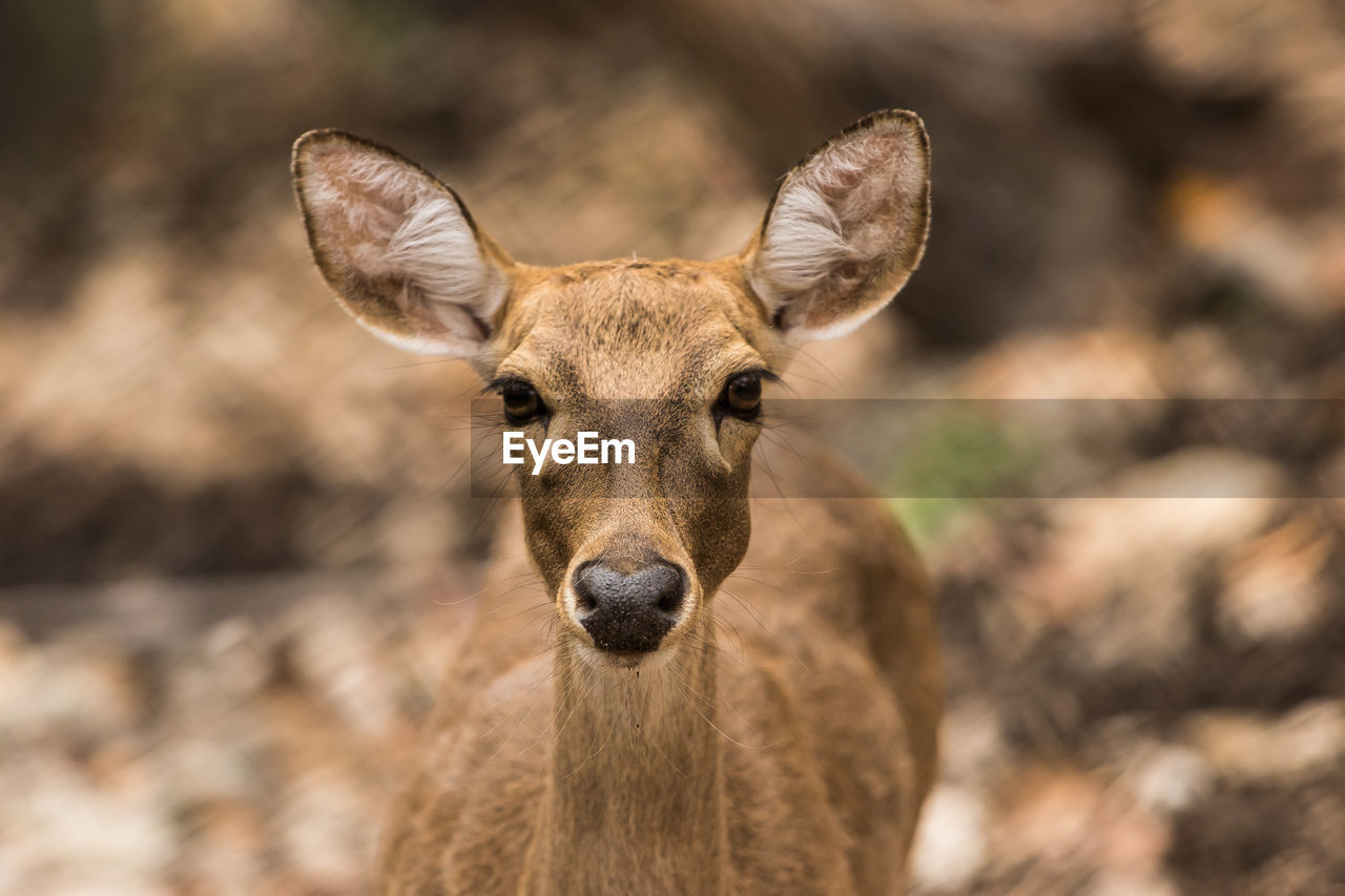 Close-up portrait of deer on land