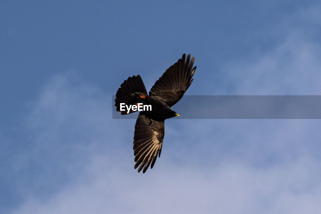 LOW ANGLE VIEW OF A BIRD FLYING