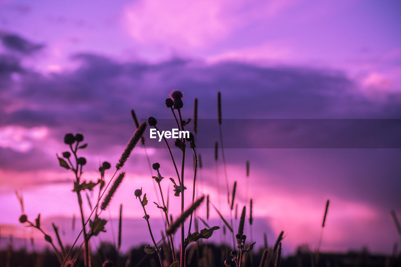 CLOSE-UP OF PINK FLOWERING PLANT AGAINST SKY