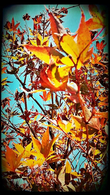 LOW ANGLE VIEW OF YELLOW FLOWERS ON TREE