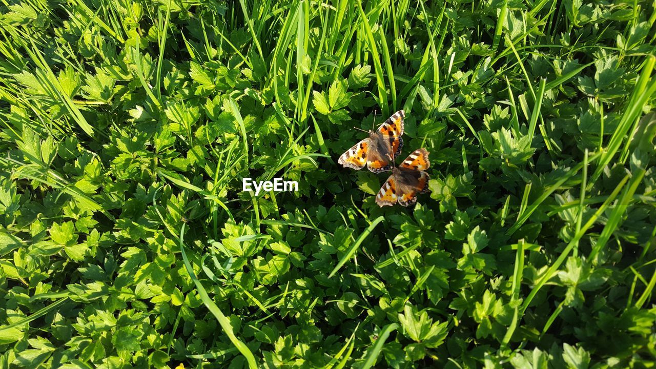 CLOSE-UP OF BUTTERFLY ON FLOWERING PLANT