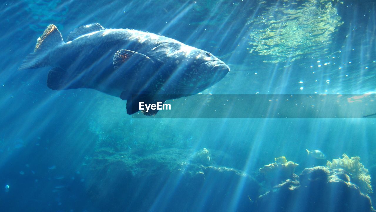 Low angle view of fish underwater