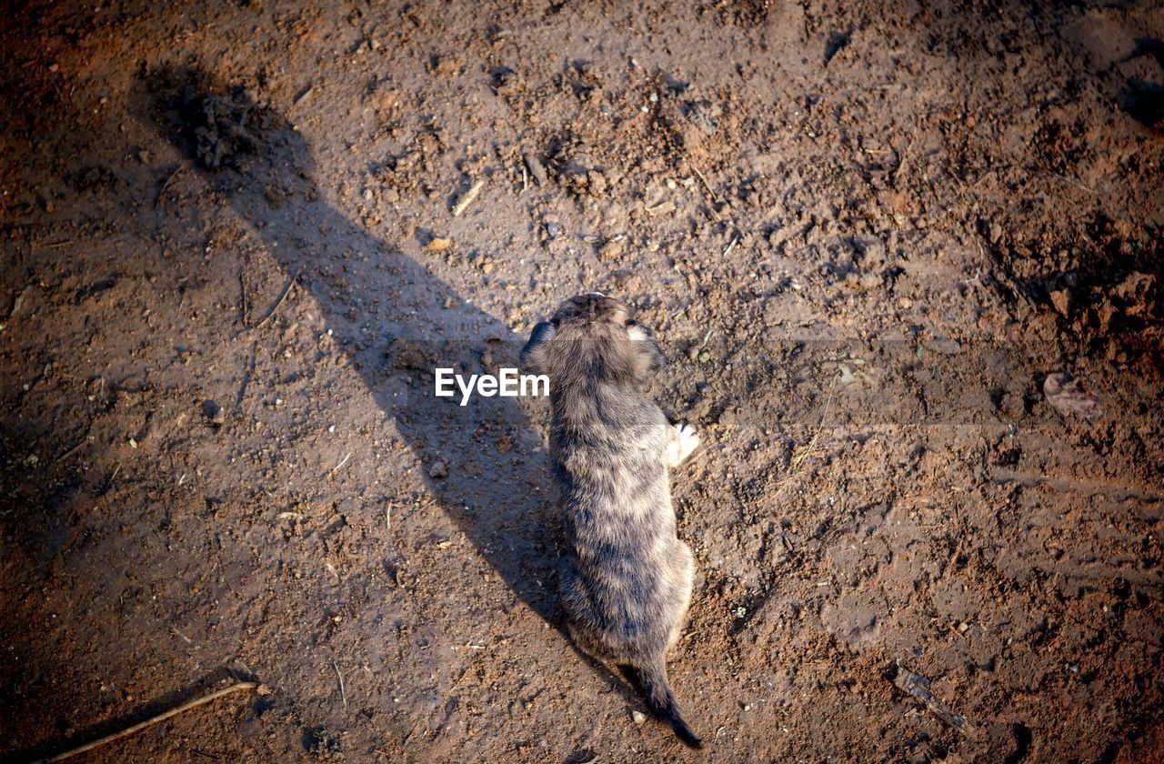 HIGH ANGLE VIEW OF DOG ON DIRT ROAD