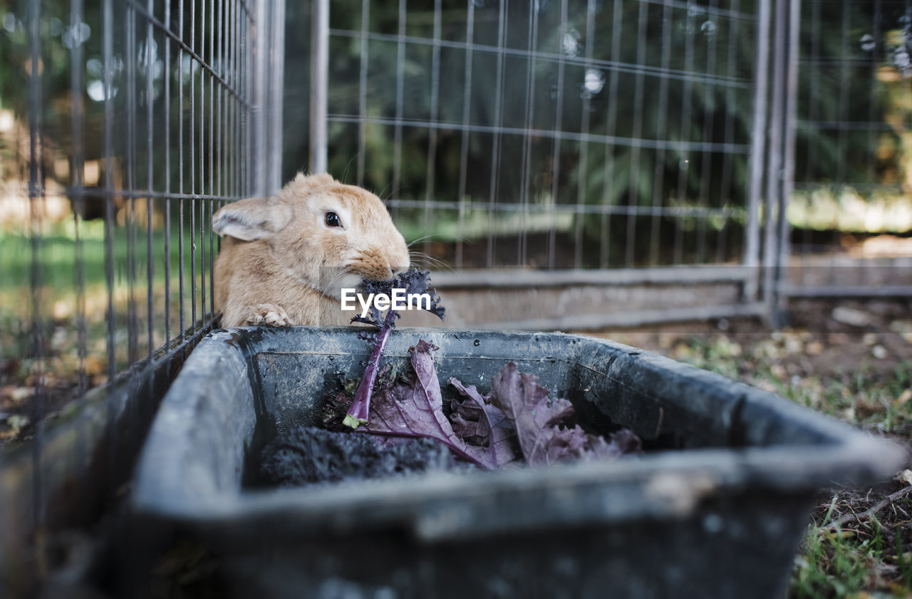 Close-up of rabbit eating leaf vegetable from container in cage