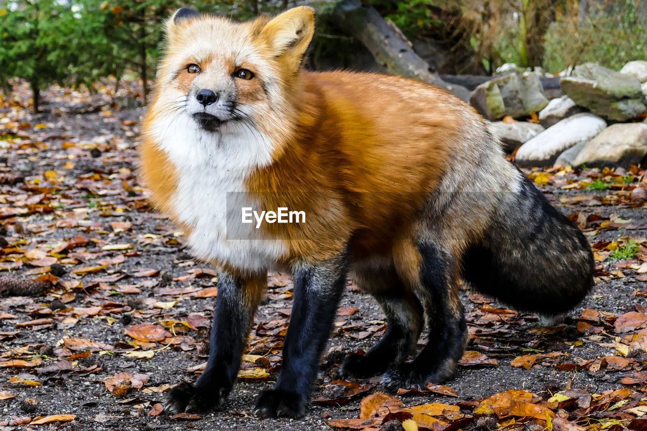 Red fox standing on ground during autumn