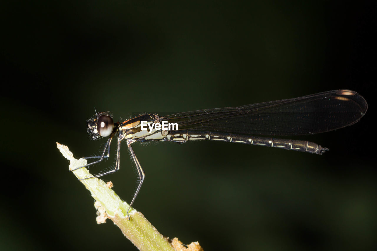 CLOSE-UP OF A DRAGONFLY