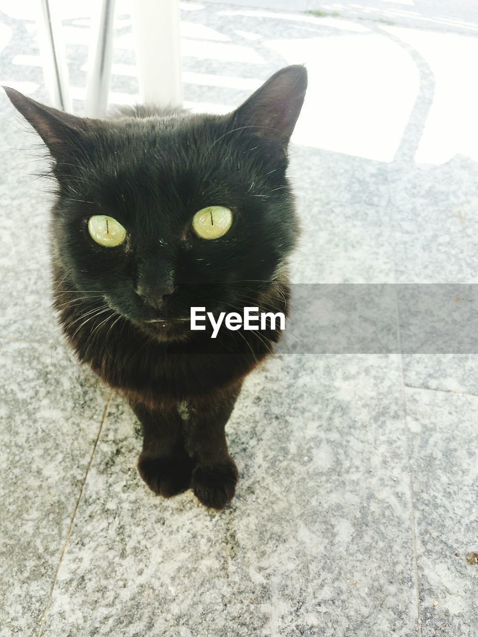 PORTRAIT OF CAT SITTING ON FLOOR